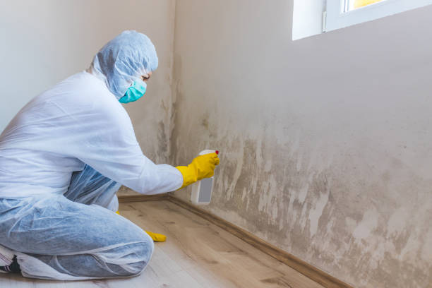 Licensed Mold Testing service in Bennett, CO - WQB Mold Removal